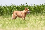 BOUVIER AUSTRALIEN 141